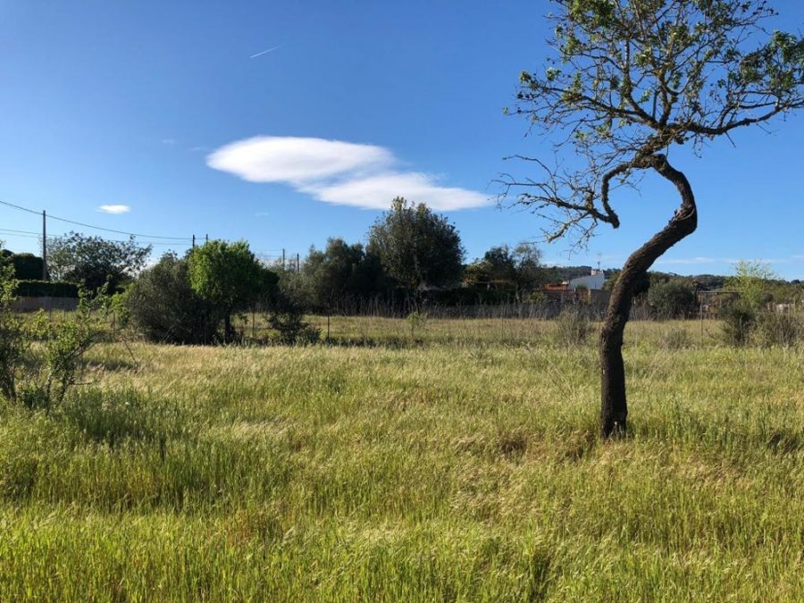 Bild - MALLORCA BROKER – Finca mit Pool und Gästehaus bei Llucmajor zum Kauf