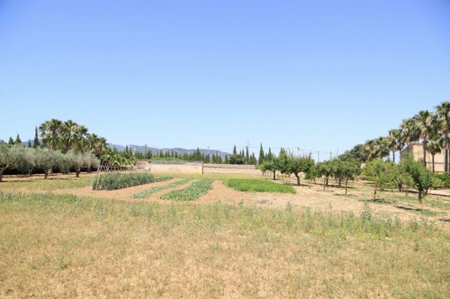 Bild - MALLORCA BROKER – Finca mit Pool und Obstplantage bei Palma zum Kauf