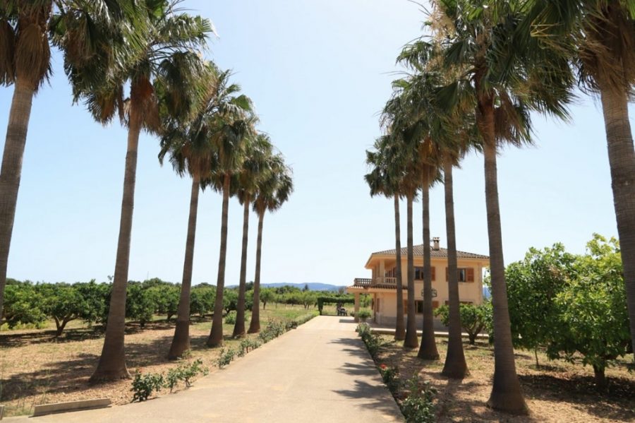 Bild - MALLORCA BROKER – Finca mit Pool und Obstplantage bei Palma zum Kauf